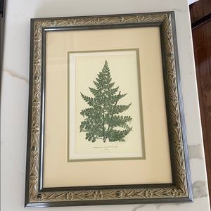 Framed Fern Print